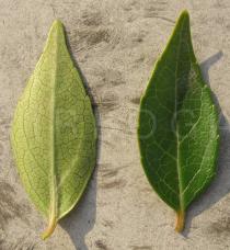 Abelia x grandiflora - Upper and lower surface of leaf - Click to enlarge!